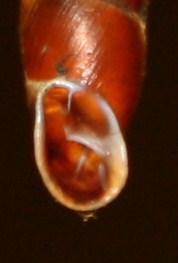 Clausiliidae da identificare